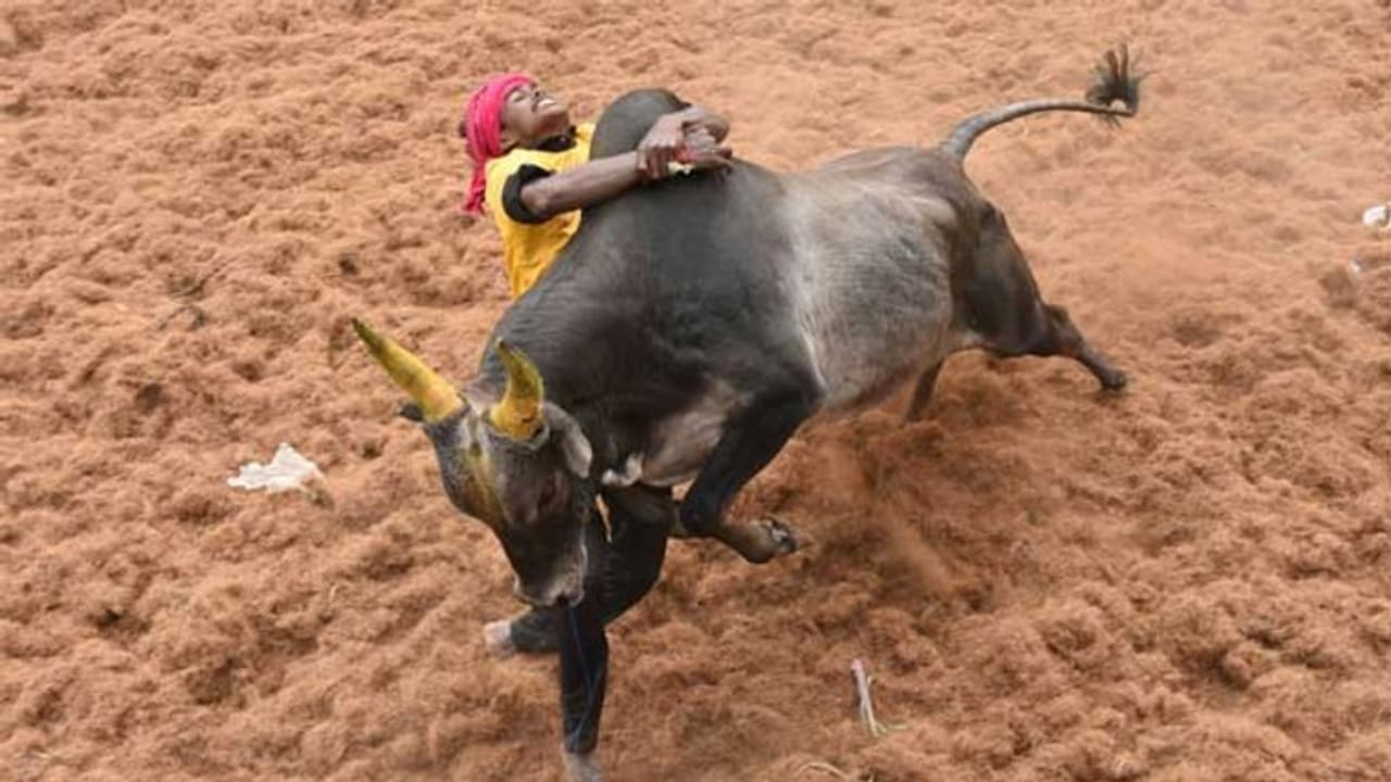 ஜல்லிக்கட்டு பார்க்க பிரதமர் வருகிறாரா..? அமைச்சர் புதிய தகவல்..! ஜல்லிக்கட்டு பார்க்க பிரதமர் வருகிறாரா..? அமைச்சர் புதிய தகவல்..!