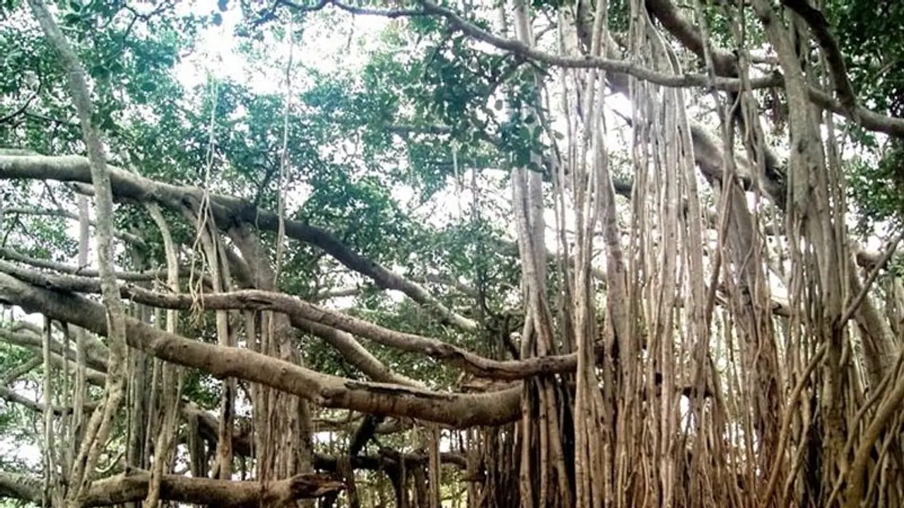The magnificence of the world’s oldest banyan tree located in Kolkata