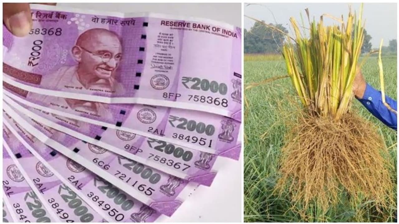 சூடு பிடுக்கும் வெட்டி வேர் விற்பனை...! நீங்களும் பயிரிடலாம்... அதுவும் குறைந்த செலவில்..! சூடு பிடுக்கும் வெட்டி வேர் விற்பனை...! நீங்களும் பயிரிடலாம்... அதுவும் குறைந்த செலவில்..!