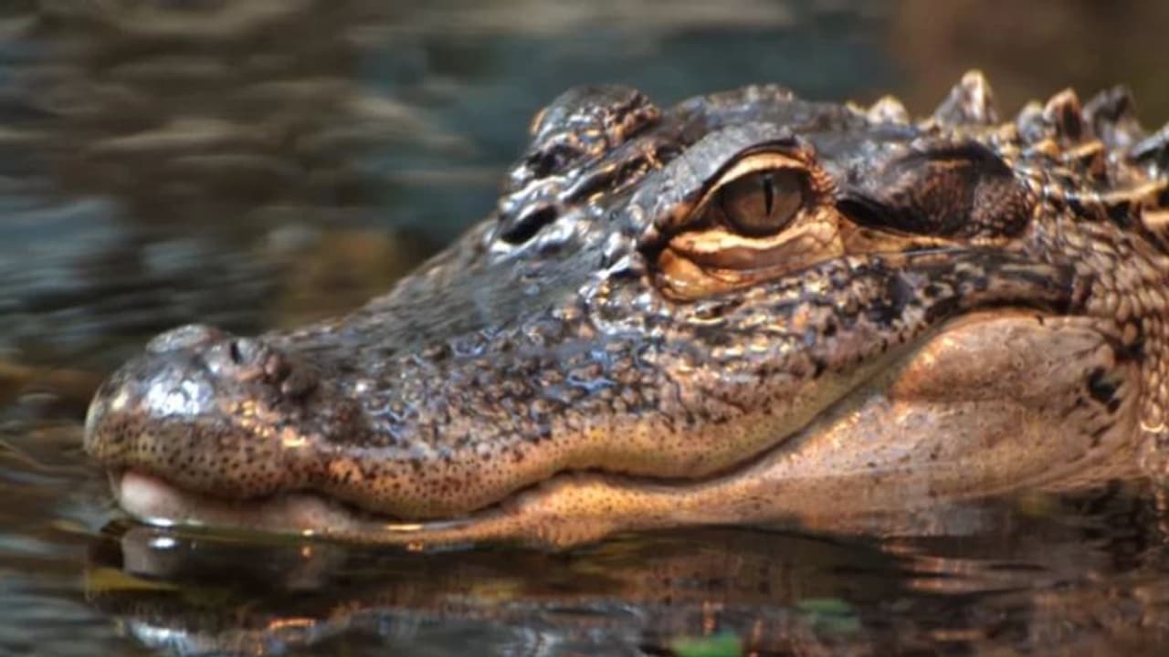 ಮೊಸಳೆ ಹೊಟ್ಟೆ ಸೀಳಿದ ಬೇಟೆಗಾರನಿಗೆ ಅಚ್ಚರಿ, ಒಳಗಿತ್ತು 6,000 ವರ್ಷ ಹಳೆ 'ಖಜಾನೆ'! ಮೊಸಳೆ ಹೊಟ್ಟೆ ಸೀಳಿದ ಬೇಟೆಗಾರನಿಗೆ ಅಚ್ಚರಿ, ಒಳಗಿತ್ತು 6,000 ವರ್ಷ ಹಳೆ 'ಖಜಾನೆ'!
