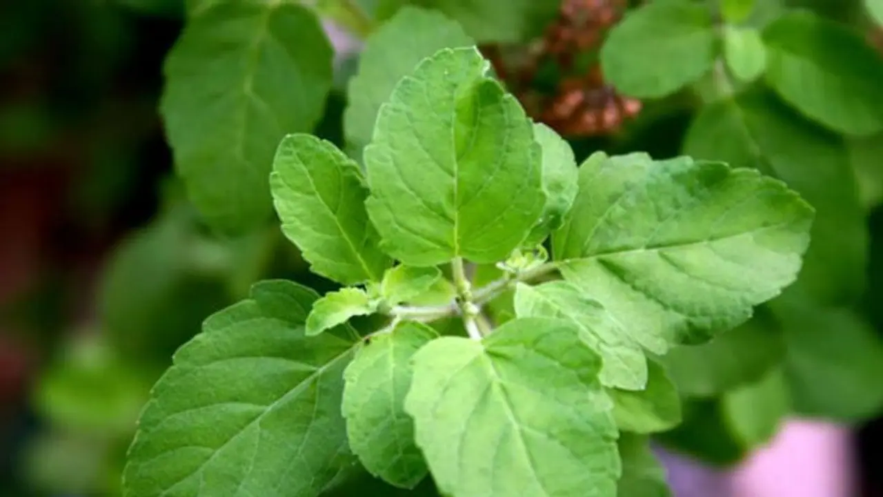 <p style="text align: justify;">Tulsi, also known as the Holy Basil, is a sacred plant that you will find in most Indian households. It is often seated out in the aangan or a courtyard, watered carefully and worshiped by the members of the family. While Tulsi has a special religious significance, it is also prized for its medicinal qualities.</p>
<p style="text align: justify;">Tulsi, also known as the Holy Basil, is a sacred plant that you will find in most Indian households. It is often seated out in the aangan or a courtyard, watered carefully and worshiped by the members of the family. While Tulsi has a special religious significance, it is also prized for its medicinal qualities.</p>