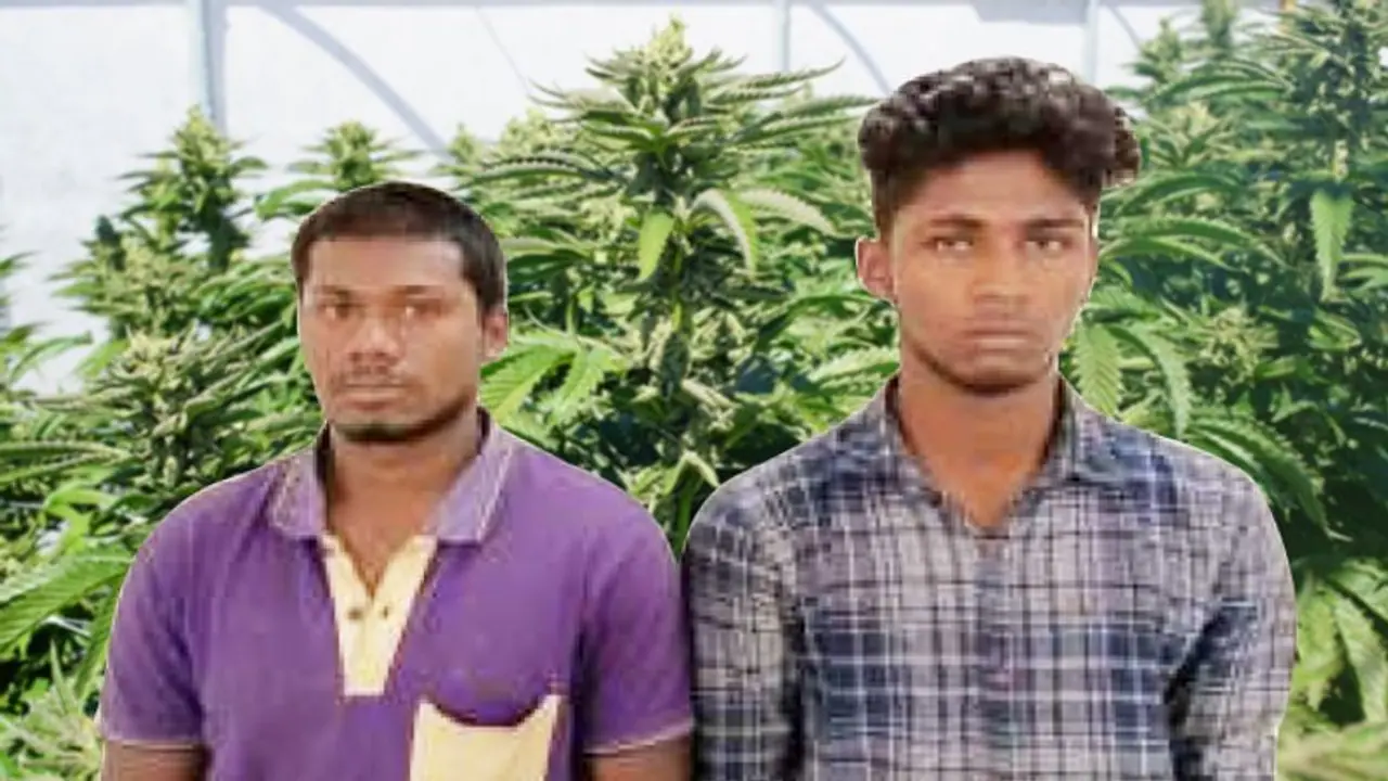 Two students arrested in interstate drug smuggling, 10 kilos marijuana worth Rs 5 lakh seized Two students arrested in interstate drug smuggling, 10 kilos marijuana worth Rs 5 lakh seized