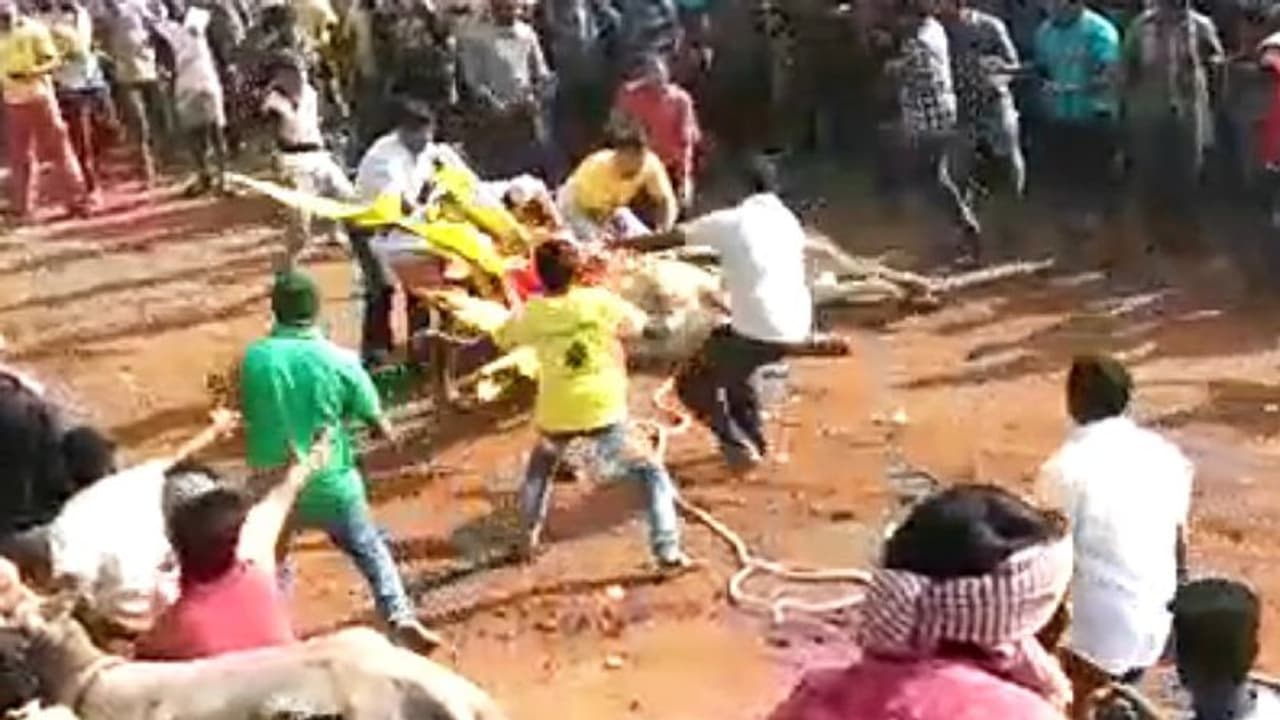 ಹಾವೇರಿ: ಹೋರಿ ತಿವಿದು ಶಿಕಾರಿಪುರದ ವಿದ್ಯಾರ್ಥಿ ಸಾವು ಹಾವೇರಿ: ಹೋರಿ ತಿವಿದು ಶಿಕಾರಿಪುರದ ವಿದ್ಯಾರ್ಥಿ ಸಾವು