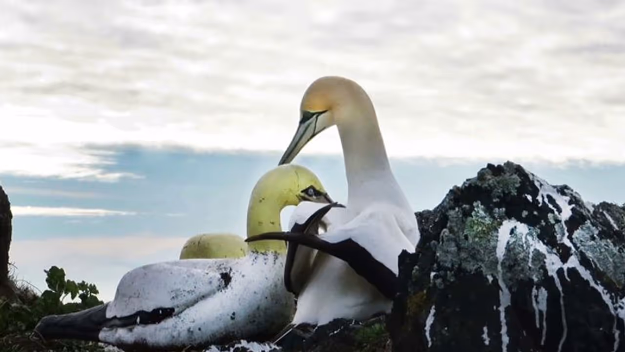 കോണ്‍ക്രീറ്റ് പക്ഷിയെ പ്രണയിച്ചുപോയ നൈജല്‍; ലോകത്തിലെ ഏറ്റവും ഏകാകിയായ പക്ഷി