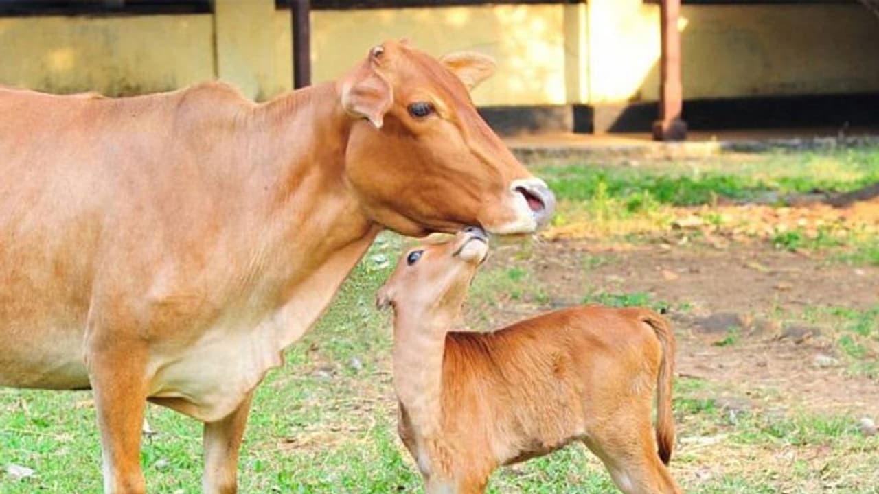 Bakrid festival: బక్రీద్ కు పశువులను బలి ఇవ్వకండి : క‌ర్నాట‌క మంత్రి 