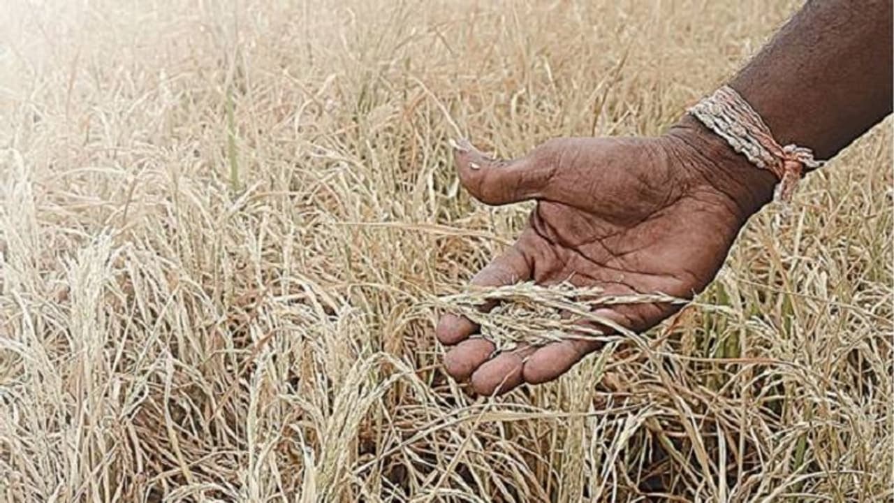 ಲಿಂಗಸುಗೂರು: ತೊಗರಿ ಬೆಳೆಗೆ ರೋಗ ಬಾಧೆ, ಆತಂಕದಲ್ಲಿ ರೈತಾಪಿ ವರ್ಗ ಲಿಂಗಸುಗೂರು: ತೊಗರಿ ಬೆಳೆಗೆ ರೋಗ ಬಾಧೆ, ಆತಂಕದಲ್ಲಿ ರೈತಾಪಿ ವರ್ಗ