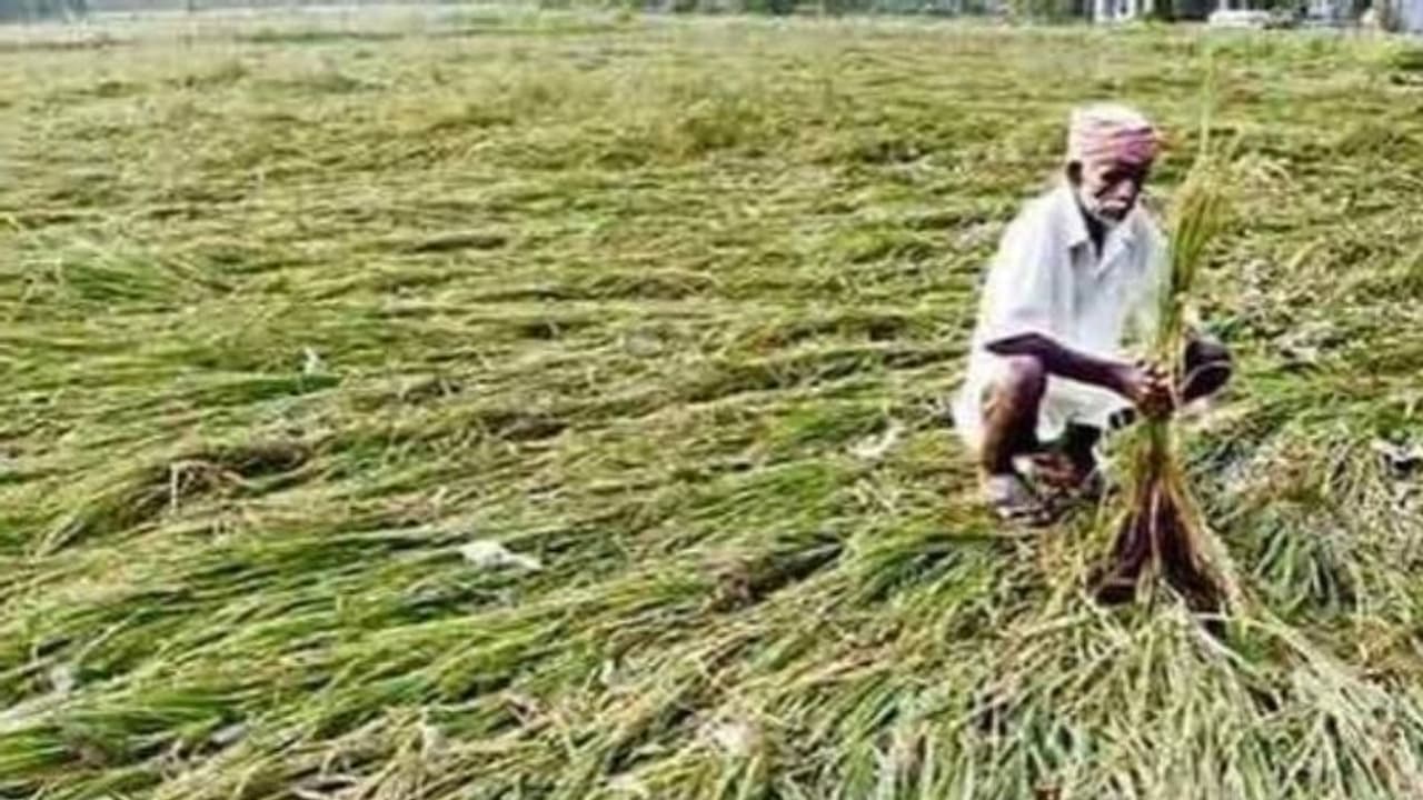 ಜಮಖಂಡಿ:ಮಣ್ಣು ಪಾಲಾದ ಬೆಳೆ, ಕಂಗಾಲಾದ ರೈತಾಪಿ ವರ್ಗ