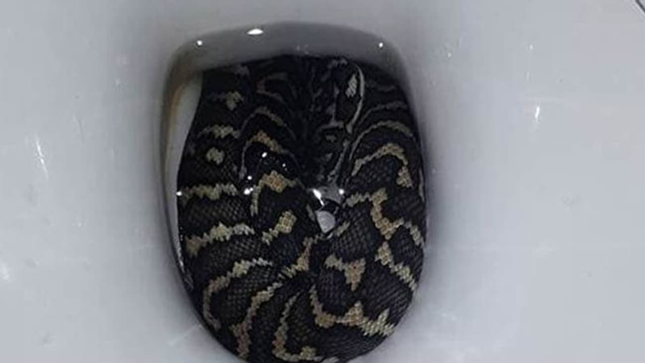 ಮಹಿಳೆಗೆ ಕುಟುಕಿತು ಕಮೋಡ್ನಲ್ಲಿದ್ದ ಹಾವು! ಮಹಿಳೆಗೆ ಕುಟುಕಿತು ಕಮೋಡ್ನಲ್ಲಿದ್ದ ಹಾವು!