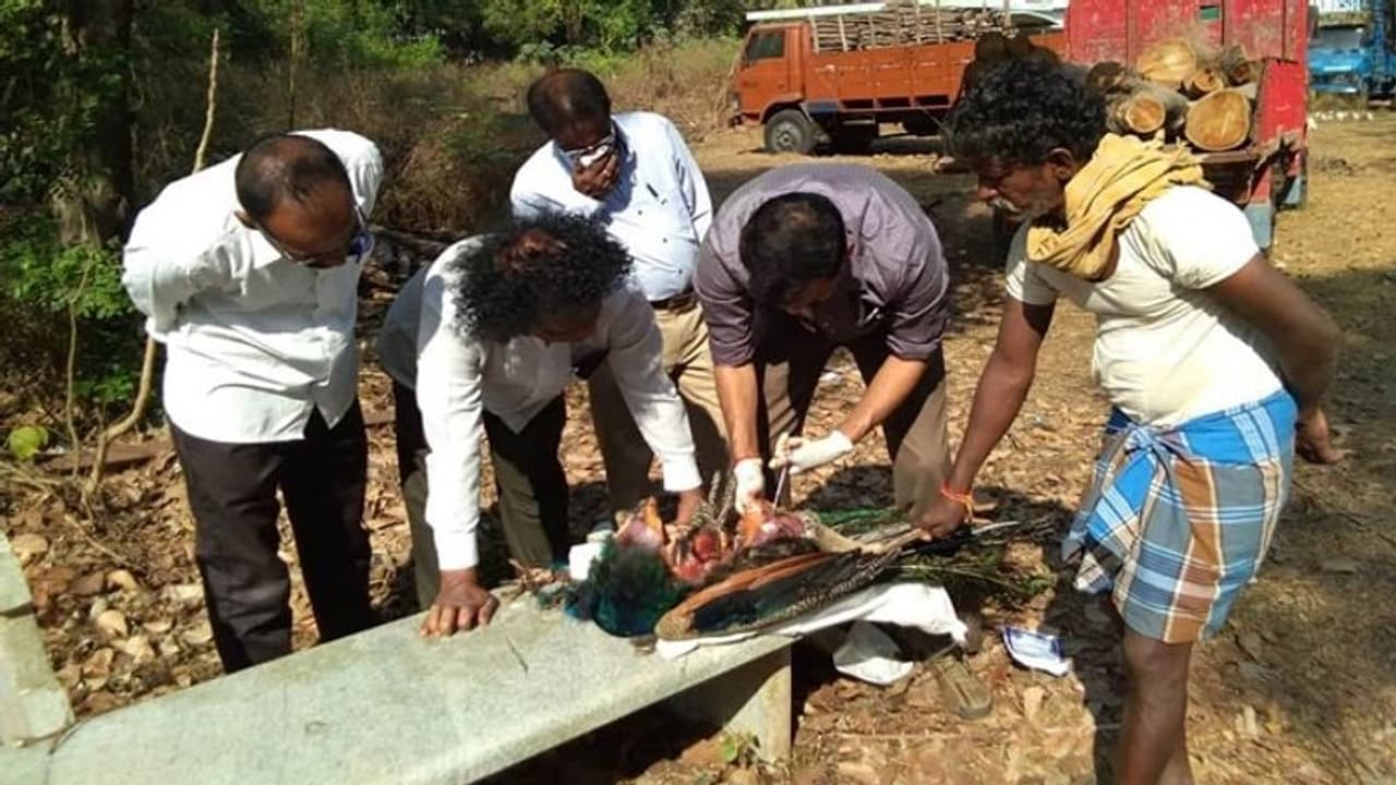 ಉಡುಪಿಯಲ್ಲಿ ಮಾದರಿ ಕೆಲಸ, ರಾಷ್ಟ್ರಪಕ್ಷಿಗೆ ಸಕಲ ಗೌರವದ ಅಂತ್ಯಸಂಸ್ಕಾರ ಉಡುಪಿಯಲ್ಲಿ ಮಾದರಿ ಕೆಲಸ, ರಾಷ್ಟ್ರಪಕ್ಷಿಗೆ ಸಕಲ ಗೌರವದ ಅಂತ್ಯಸಂಸ್ಕಾರ