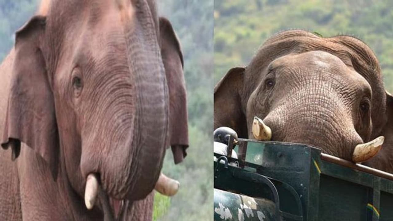 சின்னதம்பி யானையை பிச்சைக்காரனாக மாற்றிய செம்மண் மாஃபியா.. கொம்பை உடைத்து சாவை நோக்கி தள்ளும் குரூரம்! சின்னதம்பி யானையை பிச்சைக்காரனாக மாற்றிய செம்மண் மாஃபியா.. கொம்பை உடைத்து சாவை நோக்கி தள்ளும் குரூரம்!