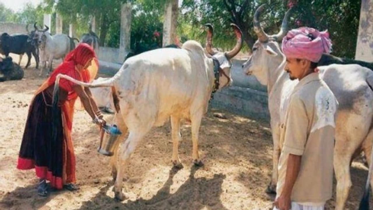 ಗೋಮೂತ್ರ ಖರೀದಿಗೆ ಮುಂದಾದ ಸರ್ಕಾರ: ದರ ಎಷ್ಟು ಗೊತ್ತೆ? ಗೋಮೂತ್ರ ಖರೀದಿಗೆ ಮುಂದಾದ ಸರ್ಕಾರ: ದರ ಎಷ್ಟು ಗೊತ್ತೆ?