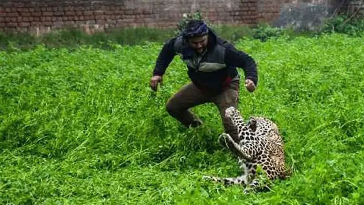 മലയിറങ്ങി പുലിയെത്തി; എട്ട് ലക്ഷത്തോളം പേർ താമസിക്കുന്ന നഗരത്തെ പരിഭ്രാന്തിയിലാഴ്ത്തിയത് ആറ് മണിക്കൂര് മലയിറങ്ങി പുലിയെത്തി; എട്ട് ലക്ഷത്തോളം പേർ താമസിക്കുന്ന നഗരത്തെ പരിഭ്രാന്തിയിലാഴ്ത്തിയത് ആറ് മണിക്കൂര്
