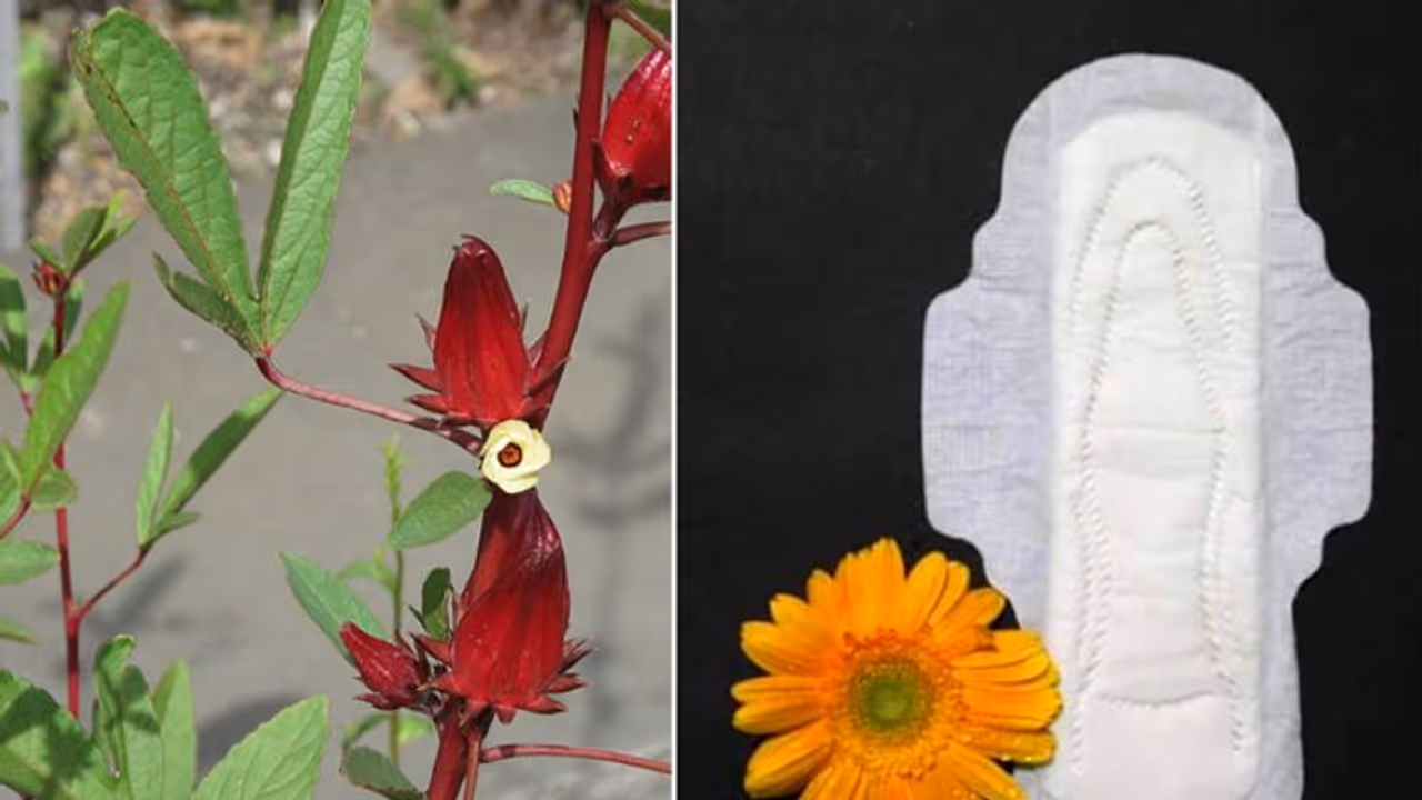 സംസ്കരിക്കാനെളുപ്പമുള്ള ഹെര്‍ബല്‍ പാഡുമായി വിദ്യാര്‍ത്ഥികള്‍