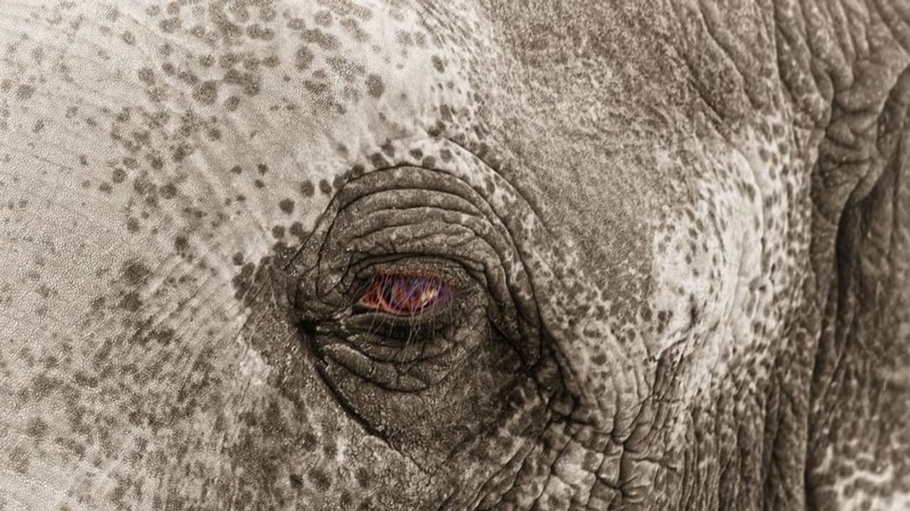 വയനാട് കാട്ടാനയുടെ ആക്രമണത്തിൽ വിനോദസഞ്ചാരി കൊല്ലപ്പെട്ടു വയനാട് കാട്ടാനയുടെ ആക്രമണത്തിൽ വിനോദസഞ്ചാരി കൊല്ലപ്പെട്ടു