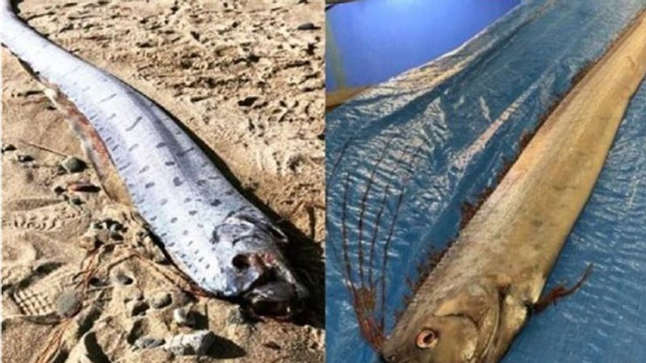 മീനുകൾ ചത്തുപൊങ്ങുന്നു; "ലോകാവസാനത്തിന്റെ തുടക്കമോ?" മീനുകൾ ചത്തുപൊങ്ങുന്നു; "ലോകാവസാനത്തിന്റെ തുടക്കമോ?"