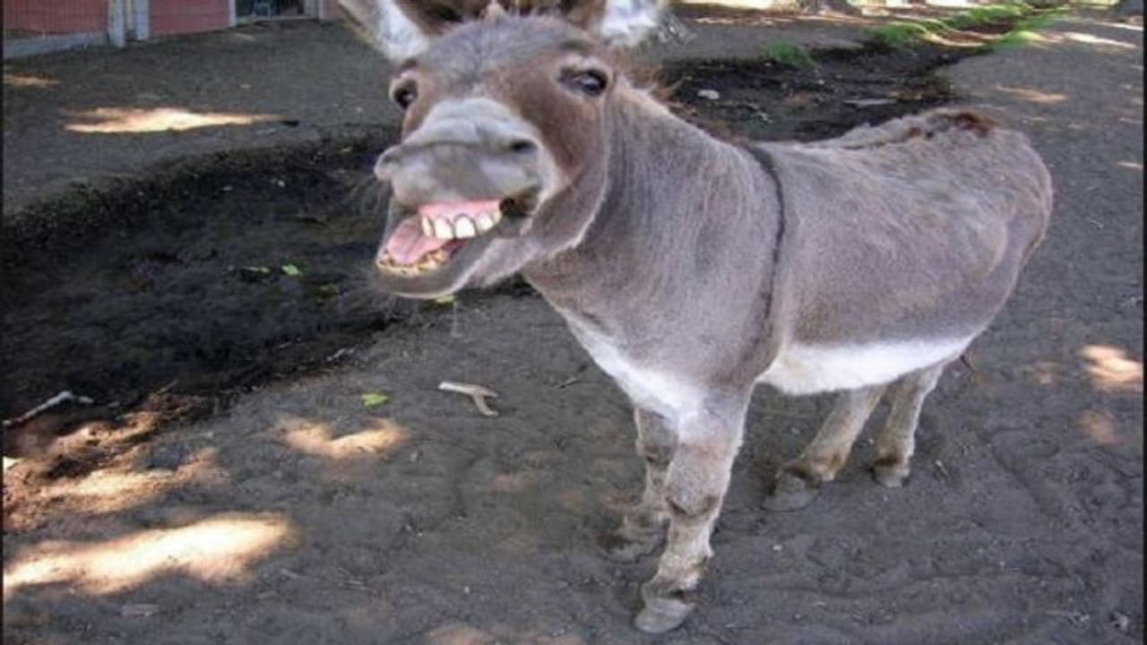 ದಿವಾಳಿ ಎದ್ದ ಪಾಕ್ ನಿಂದ ಕತ್ತೆಗಳ ರಫ್ತು: ಖರೀದಿಸುವ ದೇಶ...! ದಿವಾಳಿ ಎದ್ದ ಪಾಕ್ ನಿಂದ ಕತ್ತೆಗಳ ರಫ್ತು: ಖರೀದಿಸುವ ದೇಶ...!