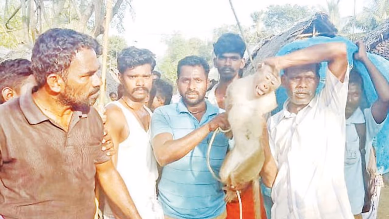 அசால்ட் பண்ணிய குரங்கு... ஸ்கெட்ச் போட்டு தூக்கிய டாக்டர்! அசால்ட் பண்ணிய குரங்கு... ஸ்கெட்ச் போட்டு தூக்கிய டாக்டர்!