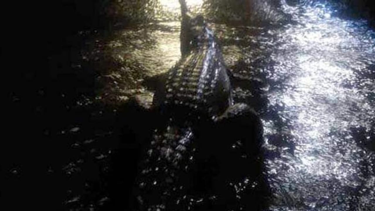 കനത്ത മഴ, പ്രളയം, തെരുവുകളിലിറങ്ങി മുതലകള് കനത്ത മഴ, പ്രളയം, തെരുവുകളിലിറങ്ങി മുതലകള്