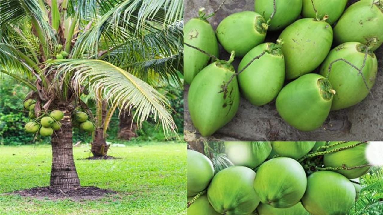 ತೆಂಗು ಬೆಳೆಯಲು ವಾತಾವರಣ ಹೇಗಿರಬೇಕು? ತೆಂಗು ಬೆಳೆಯಲು ವಾತಾವರಣ ಹೇಗಿರಬೇಕು?