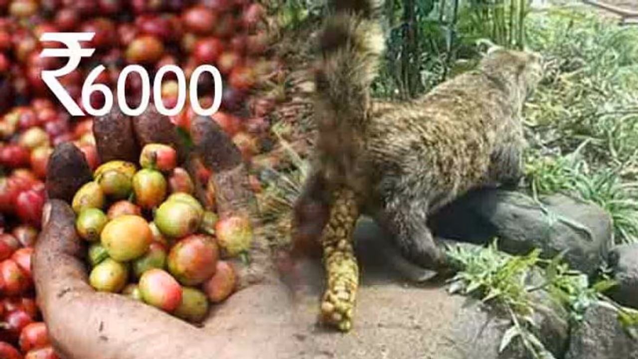 ವಿಶ್ವದ ಕಾಸ್ಟ್ಲಿ ಕಾಫಿ ಮಾಡೋದು ಹೇಗೆ, ರೇಟ್ ಎಷ್ಟು? ವಿಶ್ವದ ಕಾಸ್ಟ್ಲಿ ಕಾಫಿ ಮಾಡೋದು ಹೇಗೆ, ರೇಟ್ ಎಷ್ಟು?