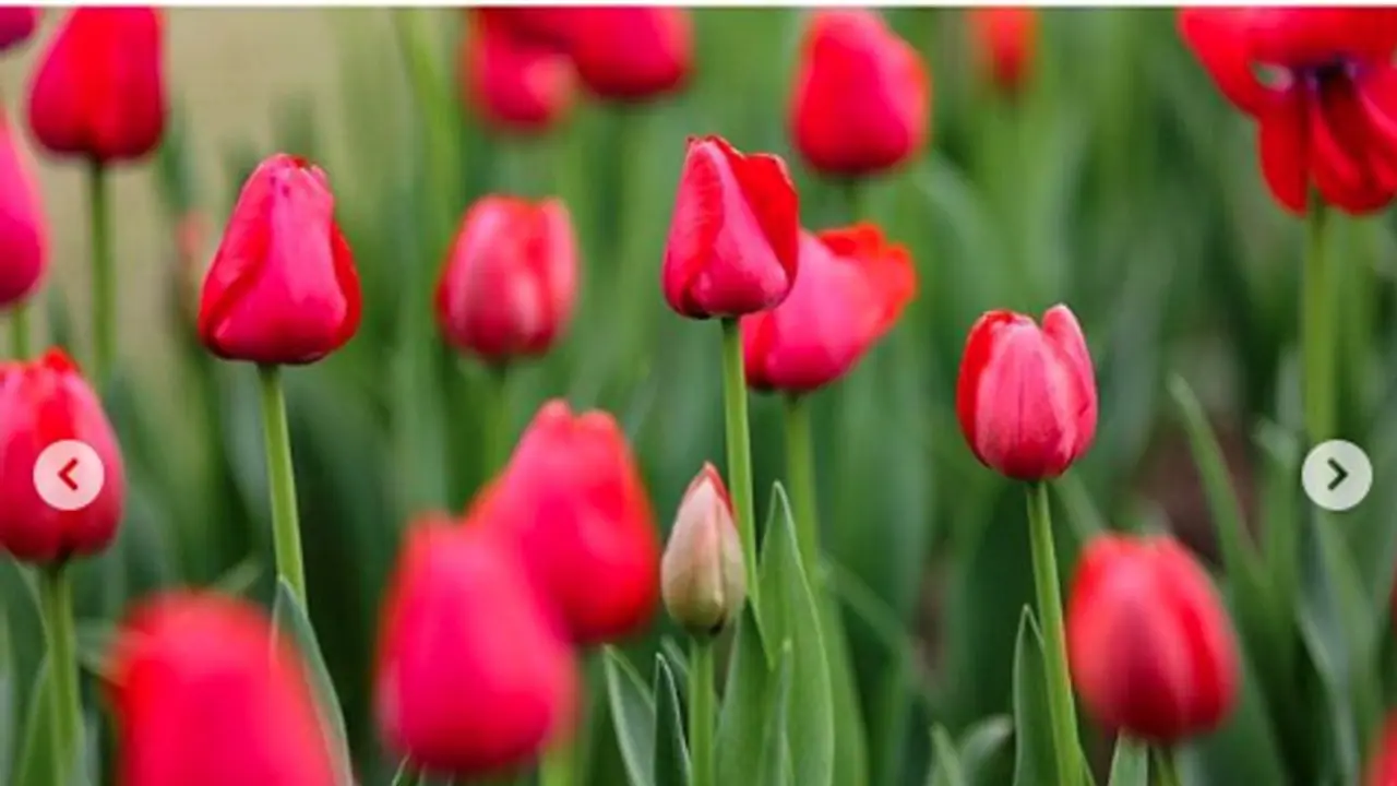 Mini garden in BMTC bus: Bengaluru driver earns praise for green drive Mini garden in BMTC bus: Bengaluru driver earns praise for green drive