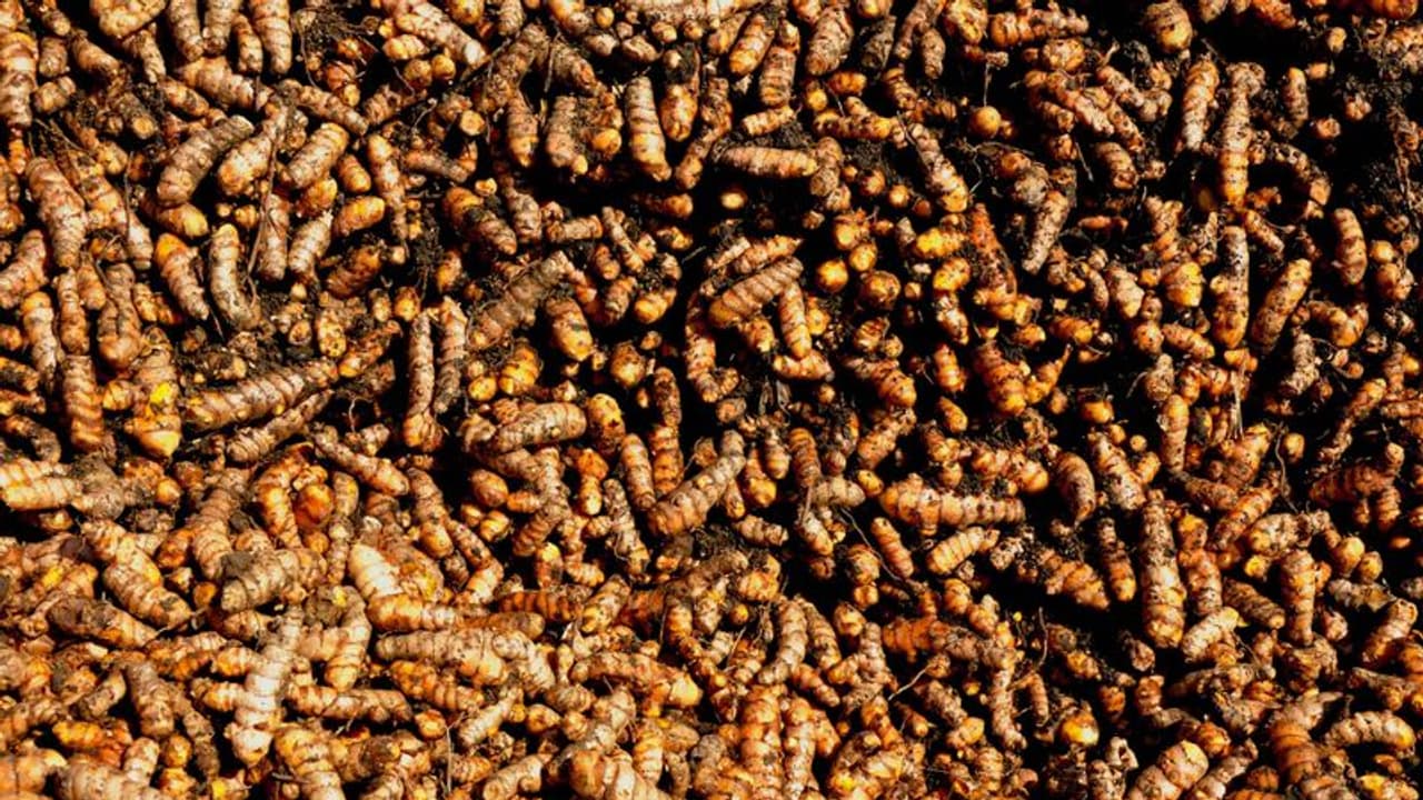 పసుపు రైతు కూలుస్తున్నపచ్చటి చెట్లు! పసుపు రైతు కూలుస్తున్నపచ్చటి చెట్లు!