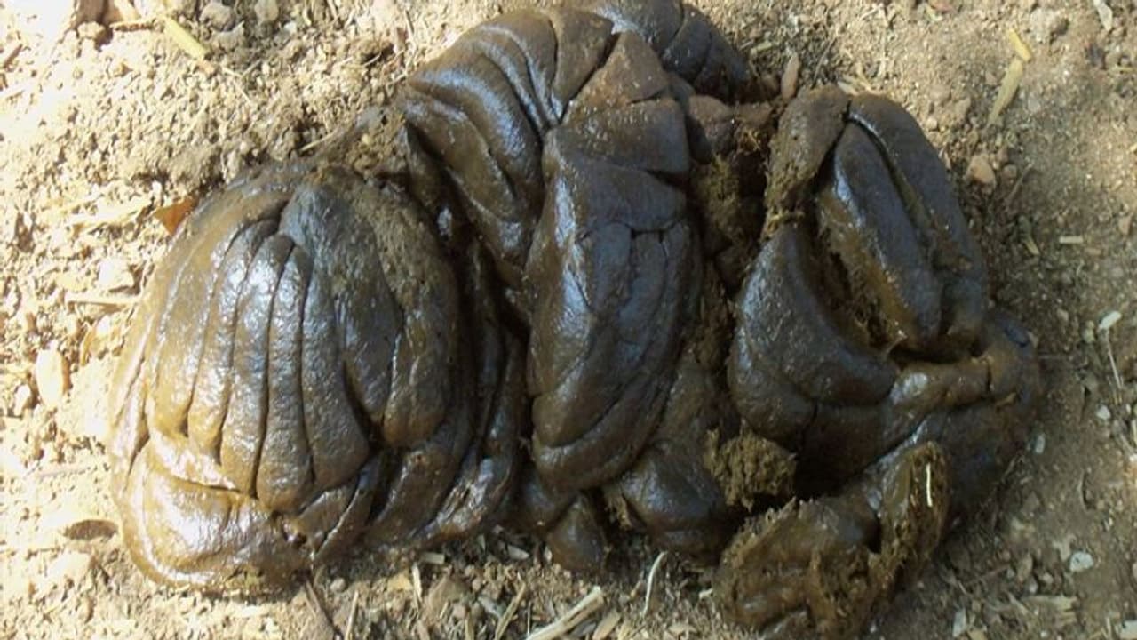 కరోనా వైరస్ కు మందు పేడ, గోమూత్రం: అసెంబ్లీలో బిజెపి ఎమ్మెల్యే కరోనా వైరస్ కు మందు పేడ, గోమూత్రం: అసెంబ్లీలో బిజెపి ఎమ్మెల్యే