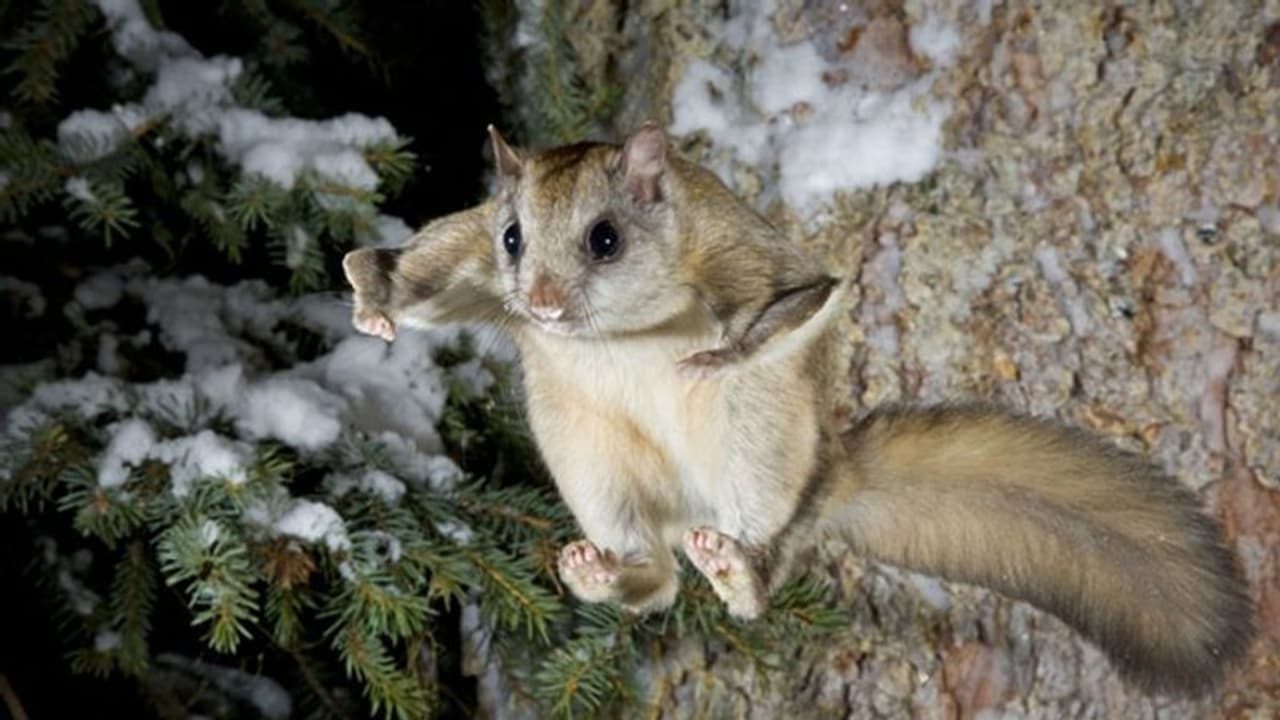 രാത്രിയിൽ 'നിറം മാറുന്ന' പറക്കും അണ്ണാന്; ശാസ്ത്രലോകത്തെ പുതിയ കണ്ടെത്തല് രാത്രിയിൽ 'നിറം മാറുന്ന' പറക്കും അണ്ണാന്; ശാസ്ത്രലോകത്തെ പുതിയ കണ്ടെത്തല്