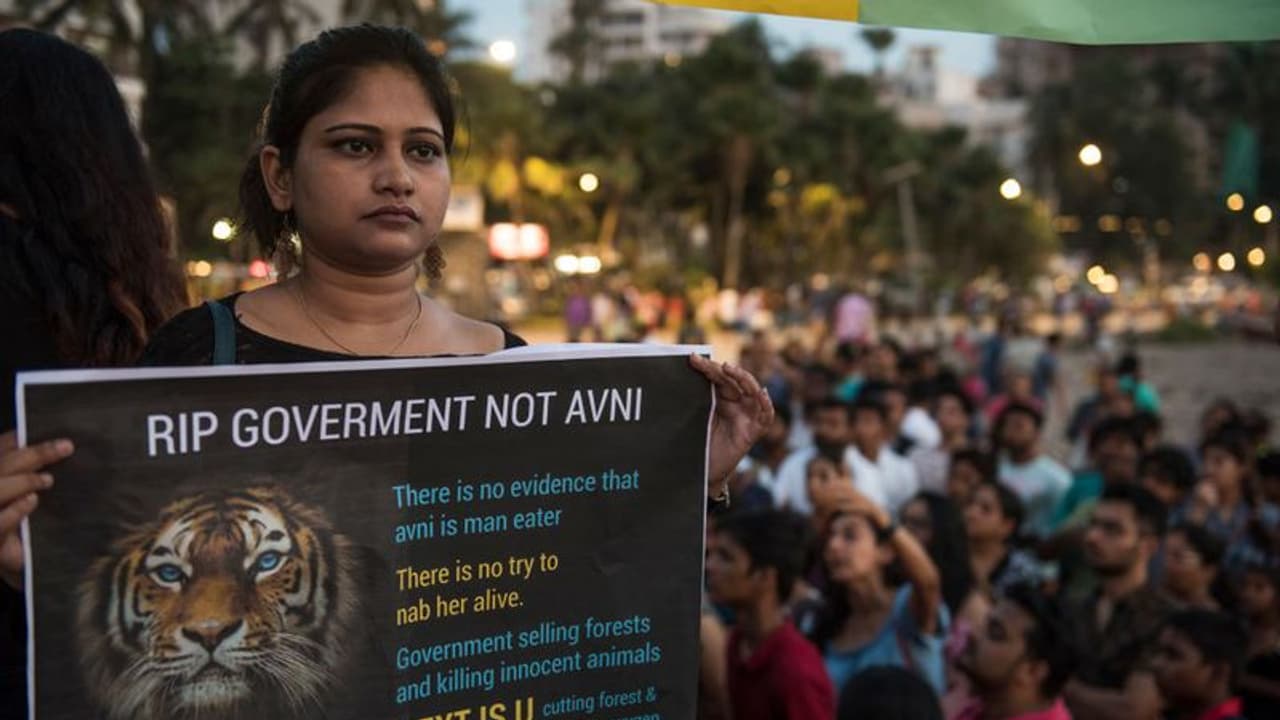 T1 case closed: Tigress Avni never got justice, but does the system even care?