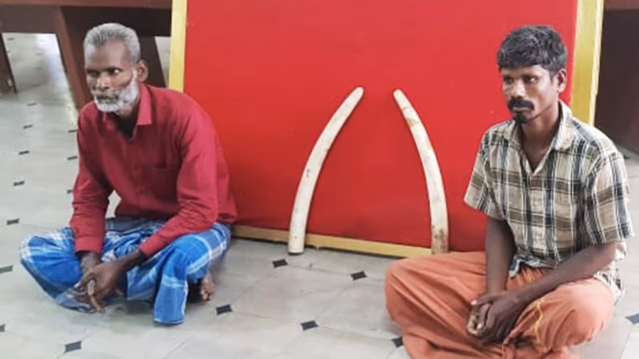 Bengaluru Police seize ivory tusks; smugglers arrested Bengaluru Police seize ivory tusks; smugglers arrested