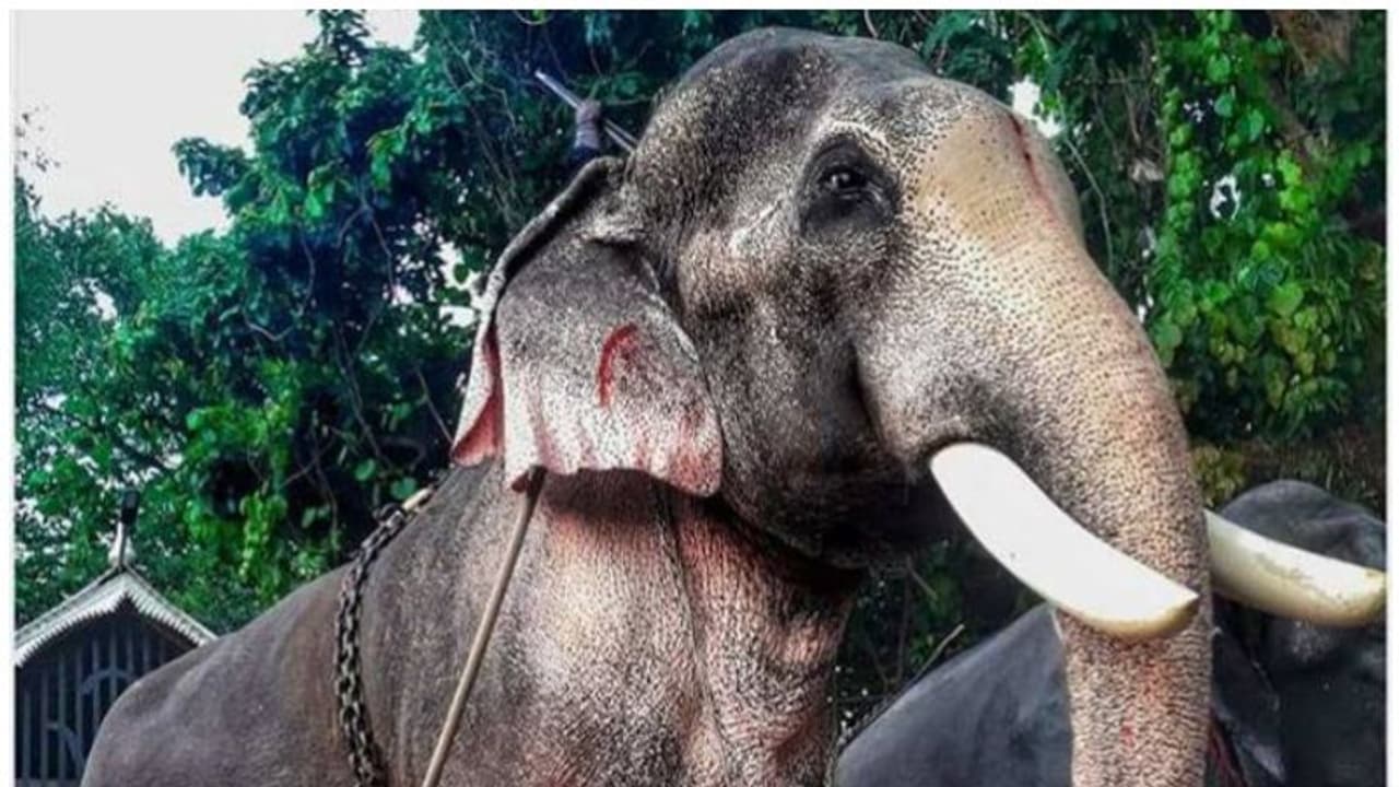 തെച്ചിക്കോട്ടുകാവ് രാമചന്ദ്രൻ ഇടഞ്ഞതിനിടെ ഇതുവരെ മരിച്ചത് 12 പേർ തെച്ചിക്കോട്ടുകാവ് രാമചന്ദ്രൻ ഇടഞ്ഞതിനിടെ ഇതുവരെ മരിച്ചത് 12 പേർ