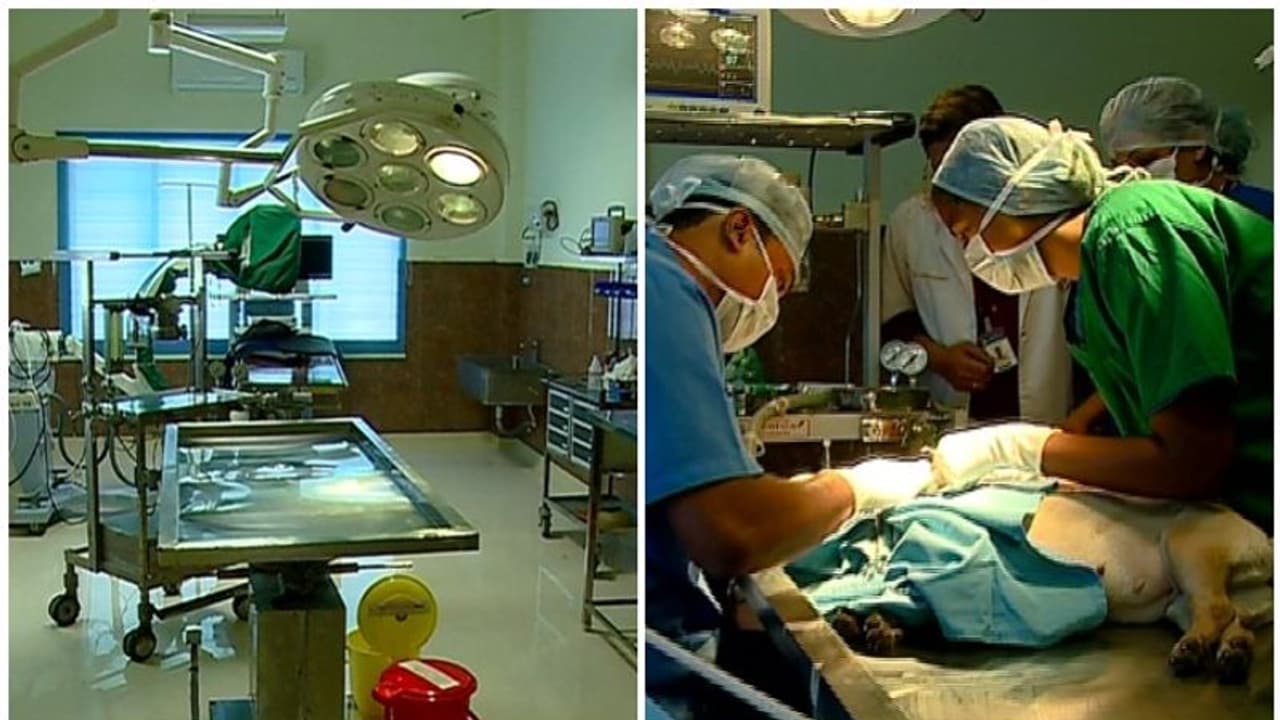 പ്രസവ വാർഡും കാർഡിയോളജി വിഭാഗവുമായി മൃഗങ്ങൾക്കൊരു മൾട്ടി സ്പെഷ്യാലിറ്റി ആശുപത്രി പ്രസവ വാർഡും കാർഡിയോളജി വിഭാഗവുമായി മൃഗങ്ങൾക്കൊരു മൾട്ടി സ്പെഷ്യാലിറ്റി ആശുപത്രി