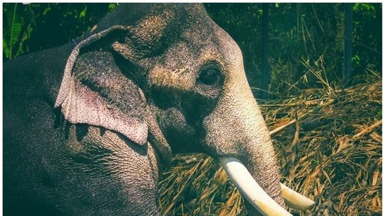 Elephant runs amok after cracker burst in Kerala; two killed