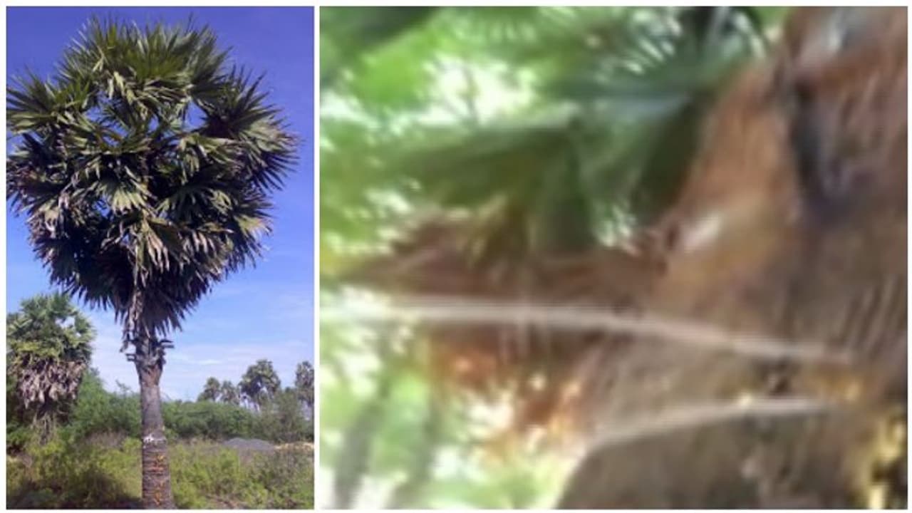 தூத்துக்குடியில் அதிசயம்..! பனை மரத்தில் பீறிட்டு அடிக்கும் தண்ணீர்..! அதிசயத்தை காண குவியுது மக்கள்...! தூத்துக்குடியில் அதிசயம்..! பனை மரத்தில் பீறிட்டு அடிக்கும் தண்ணீர்..! அதிசயத்தை காண குவியுது மக்கள்...!