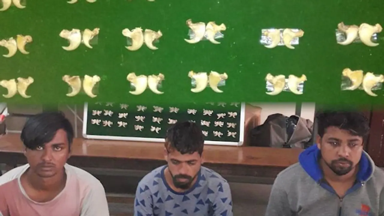 Bengaluru Police arrest smugglers trading 100 nails of tigers, leopards