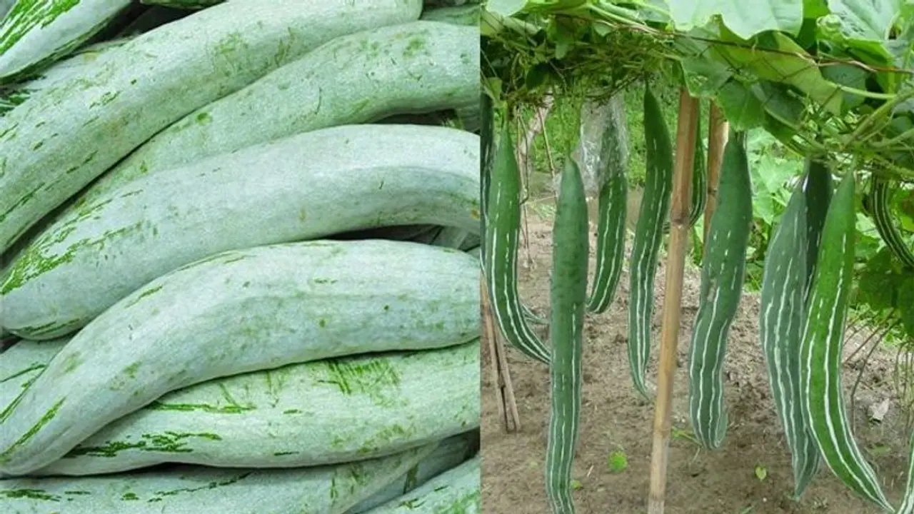 ಸೂರ್ಯನಲ್ಲಿ ಸಿಗೋ ಪೋಷಕಾಂಶವೂ ಈ ತರಕಾರಿಯಲ್ಲಿದೆ...