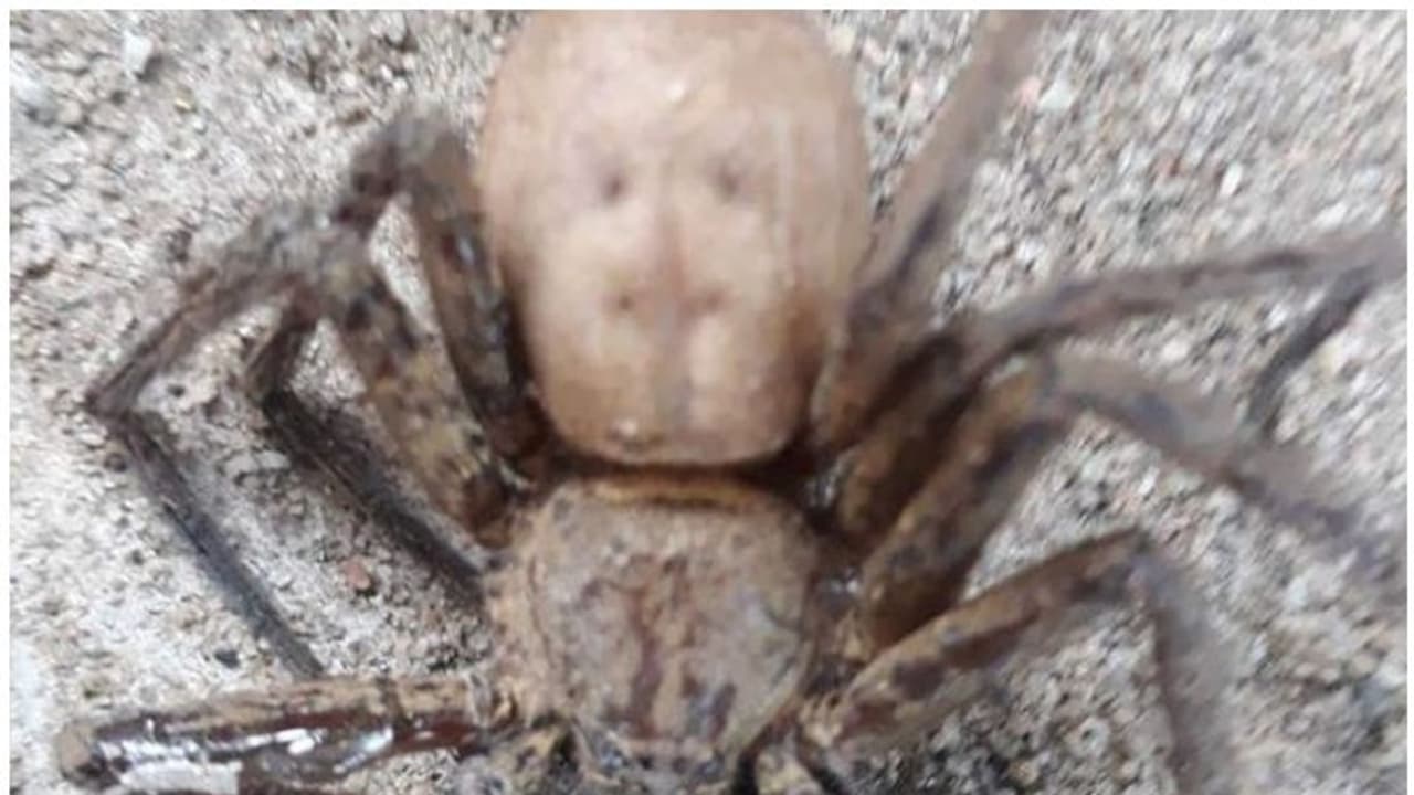 കൗതുകമുണര്‍ത്തി മനുഷ്യമുഖത്തോട് സാമ്യമുള്ള ചിലന്തി