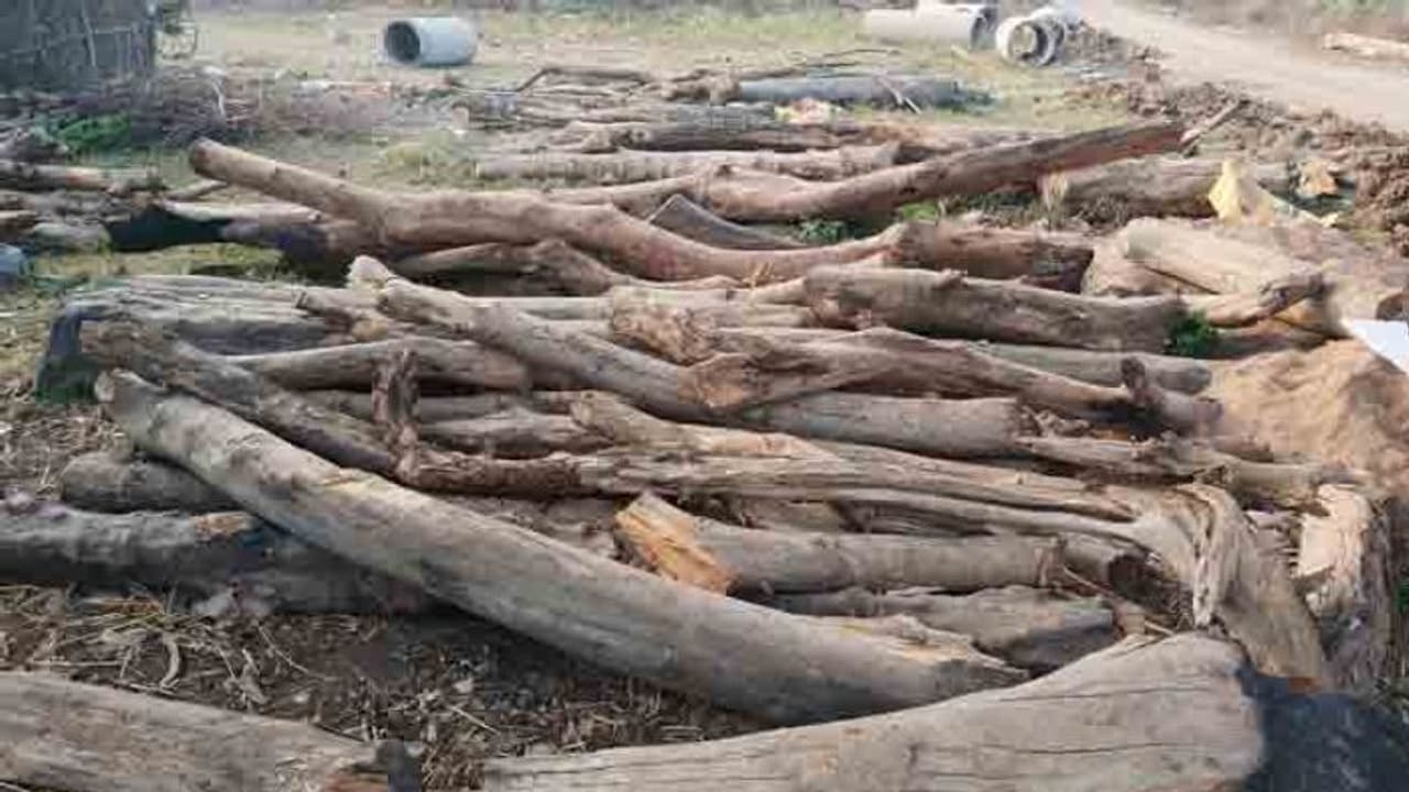 కొమరంభీమ్ జిల్లాలో అటవీ, పోలీస్ శాఖ కార్డెన్ సెర్చ్: భారీగా కలప స్వాధీనం కొమరంభీమ్ జిల్లాలో అటవీ, పోలీస్ శాఖ కార్డెన్ సెర్చ్: భారీగా కలప స్వాధీనం