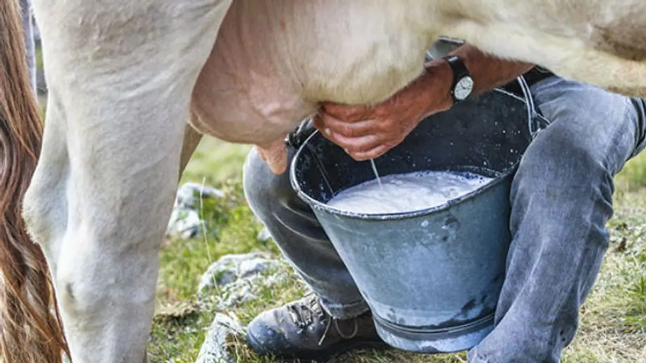 ಶಿವಮೊಗ್ಗ: ಹೈನುಗಾರರಿಗೆ ಬಂಪರ್ ಸುದ್ದಿ, ಹಾಲಿನ ದರ ಹೆಚ್ಚಳ