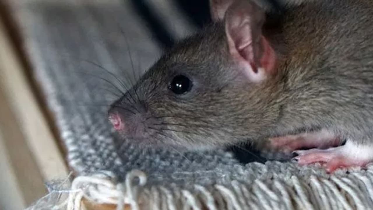 ಇಲಿಗಳ ಕಾಟಕ್ಕೆ ತತ್ತರ : ಒಂದು ಇಲಿ ಹಿಡಿಯಲು 10 ಸಾವಿರ ಇಲಿಗಳ ಕಾಟಕ್ಕೆ ತತ್ತರ : ಒಂದು ಇಲಿ ಹಿಡಿಯಲು 10 ಸಾವಿರ