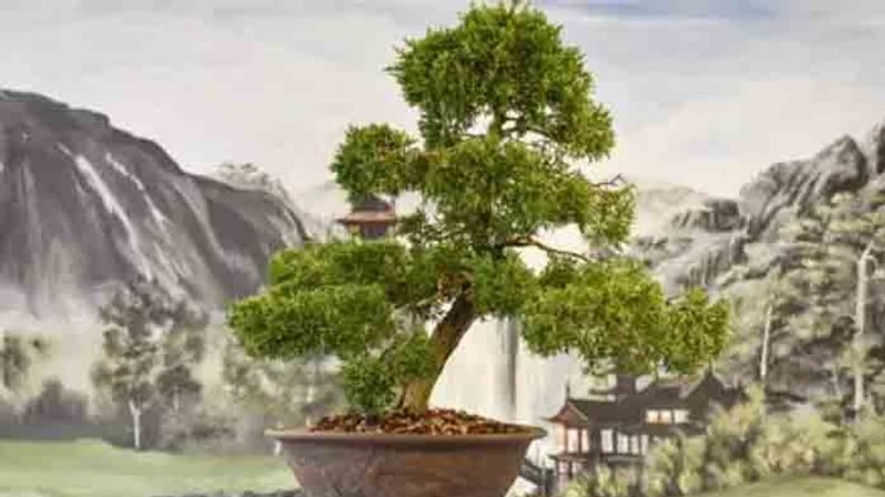 400 ఏళ్ల నాటి చెట్టు చోరీ: చేస్తే, చేశారు జాగ్రత్తగా పెంచమంటోన్న యజమానులు 400 ఏళ్ల నాటి చెట్టు చోరీ: చేస్తే, చేశారు జాగ్రత్తగా పెంచమంటోన్న యజమానులు