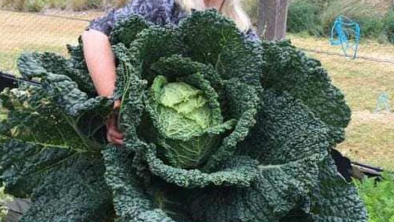 എടുത്താല് പൊങ്ങുന്നില്ല; അത്ഭുതമായി വീട്ടമ്മ നട്ട ക്യാബേജ്! എടുത്താല് പൊങ്ങുന്നില്ല; അത്ഭുതമായി വീട്ടമ്മ നട്ട ക്യാബേജ്!