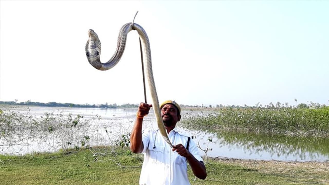 അഞ്ച് വര്ഷം കൊണ്ട് 1300 പാമ്പുകളെ രക്ഷിച്ച ഹോം ഗാര്ഡ് അഞ്ച് വര്ഷം കൊണ്ട് 1300 പാമ്പുകളെ രക്ഷിച്ച ഹോം ഗാര്ഡ്