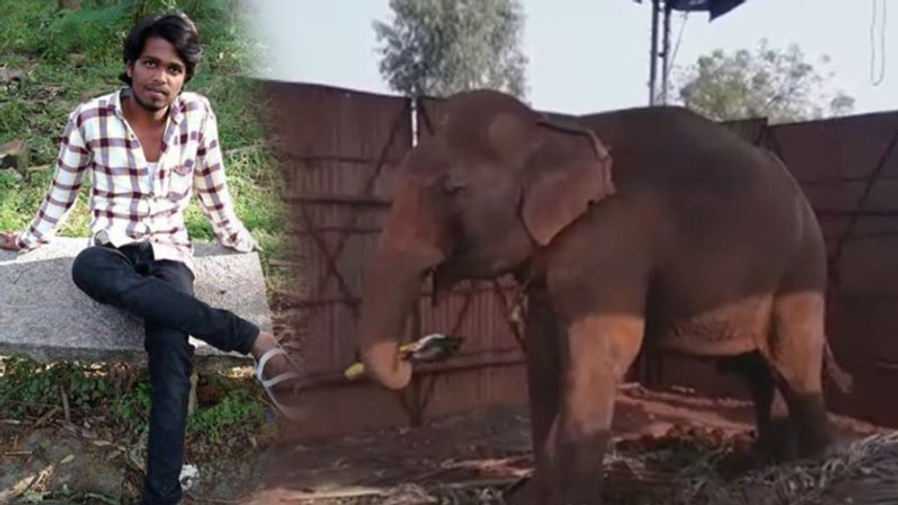 ಬಾಳೆಹಣ್ಣು ನೀಡಲು ಬಂದ ಯುವಕನ ತಲೆಯನ್ನೇ ಜಗಿದ ಆನೆ! ಬಾಳೆಹಣ್ಣು ನೀಡಲು ಬಂದ ಯುವಕನ ತಲೆಯನ್ನೇ ಜಗಿದ ಆನೆ!