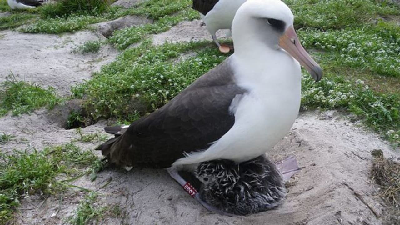ലോകത്തിലെ ഏറ്റവും പ്രായം കൂടിയ കടല് പക്ഷി അമ്മയായി; വയസ്സ് 68 ലോകത്തിലെ ഏറ്റവും പ്രായം കൂടിയ കടല് പക്ഷി അമ്മയായി; വയസ്സ് 68