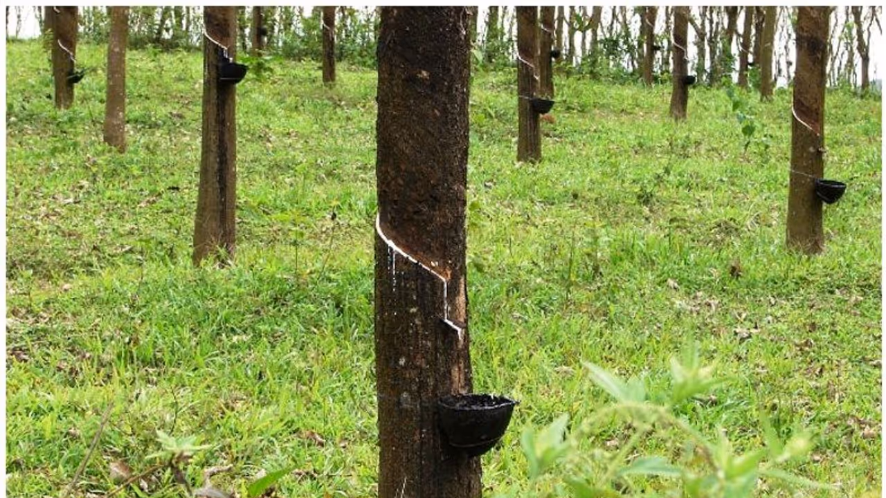 സർക്കാർ ഭൂമിയിൽ നിന്നും മരം മുറിക്കൽ ഇനി വേണ്ട; ഹാരിസൺ പ്ലാന്റേഷന് വിലക്ക് സർക്കാർ ഭൂമിയിൽ നിന്നും മരം മുറിക്കൽ ഇനി വേണ്ട; ഹാരിസൺ പ്ലാന്റേഷന് വിലക്ക്