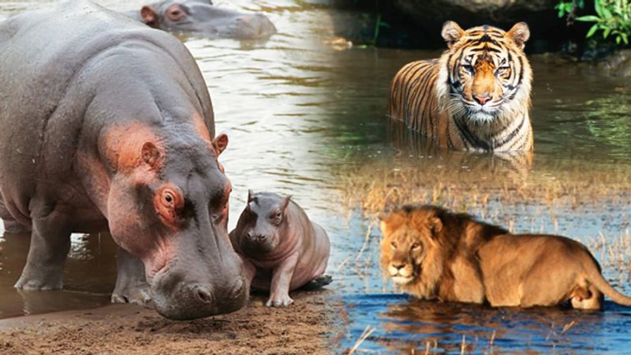 Karnataka: Water scarcity hits Bengaluru’s Bannerghatta Biological Park