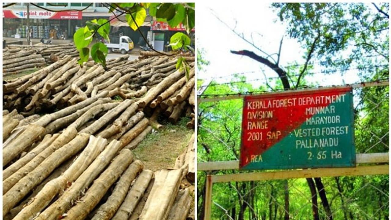 വനംവകുപ്പിനെ ഞെട്ടിച്ച് 'ഓപ്പറേഷൻ ബഗീര': തടിലേലത്തിലൂടെ ഉദ്യോഗസ്ഥരും ഇടനിലക്കാരും വെട്ടിച്ചത് ലക്ഷങ്ങൾ വനംവകുപ്പിനെ ഞെട്ടിച്ച് 'ഓപ്പറേഷൻ ബഗീര': തടിലേലത്തിലൂടെ ഉദ്യോഗസ്ഥരും ഇടനിലക്കാരും വെട്ടിച്ചത് ലക്ഷങ്ങൾ