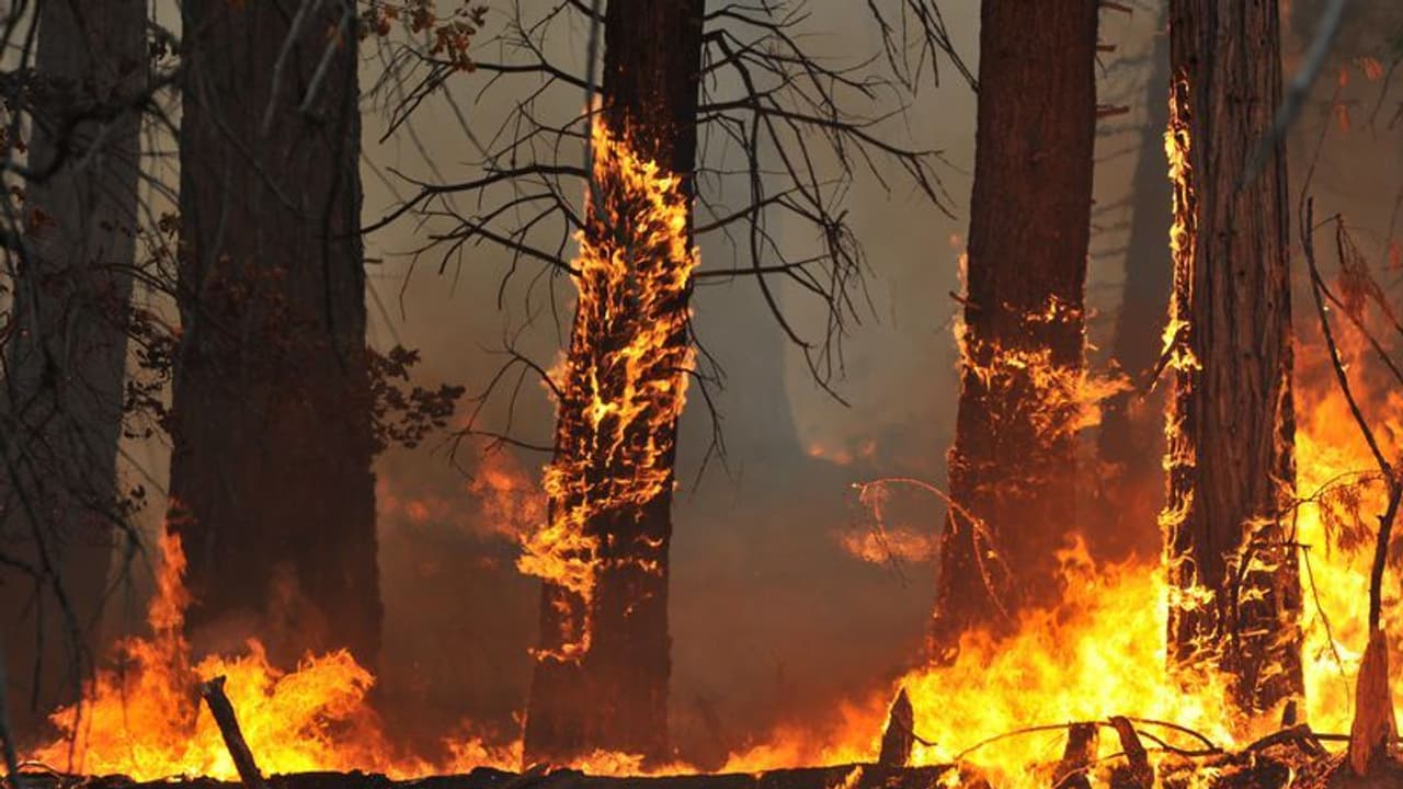 Bandipur forest fire: 2 shepherds held for setting tiger reserve ablaze