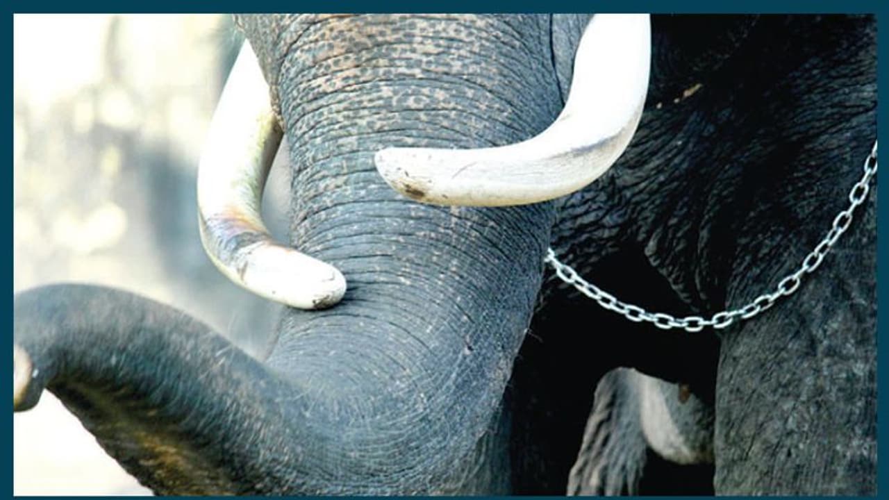 ಹುಲ್ಲೆಮನೆ ಬಳಿ ಗಂಡಾನೆ ಸಾವು ಹುಲ್ಲೆಮನೆ ಬಳಿ ಗಂಡಾನೆ ಸಾವು